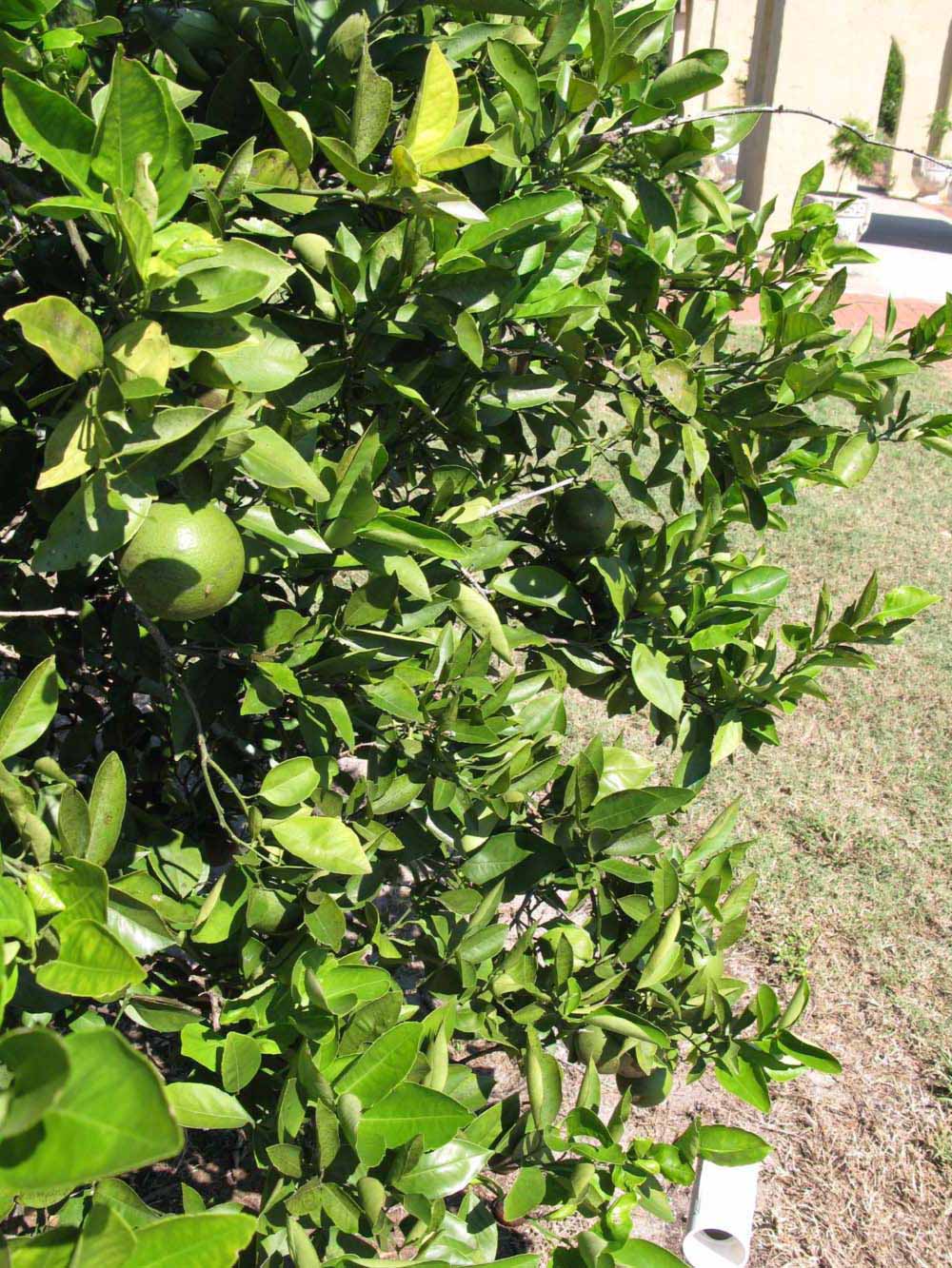              Sun leaves (Winter Haven, FL)       